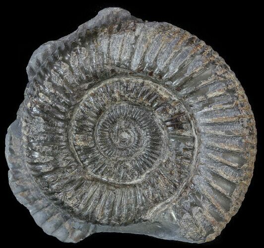 Dactylioceras Ammonite Fossil - England #52644